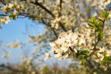 wax cherry flowers in bloom