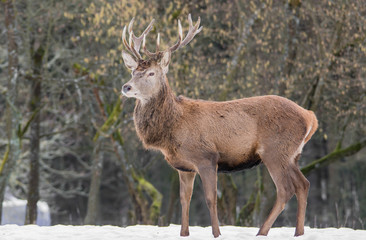 Hirsch am Waldrand II