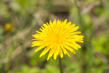 タンポポ