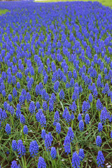 Naklejka premium ムスカリの花