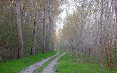 Fototapeta premium Forest road