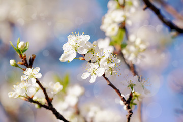 White flowers of cherry.