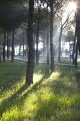 Pine forest at Donana National Park