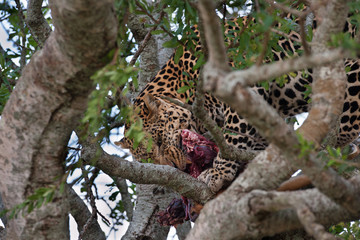 Leopard