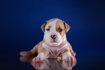 Puppy American Staffordshire Terrier