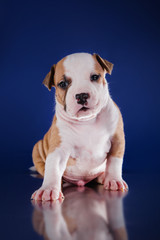 Puppy American Staffordshire Terrier