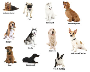 Obraz na płótnie Canvas Different breeds of dogs