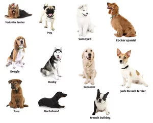 Fotobehang Different breeds of dogs © Africa Studio