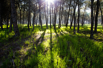 Fototapeta na wymiar Pine forest at Donana National Park