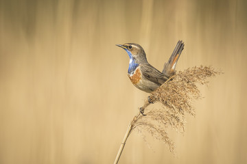 Bluethroat display