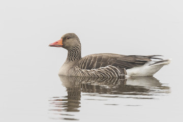 Greylag goose on white