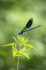 Banded Demoiselle