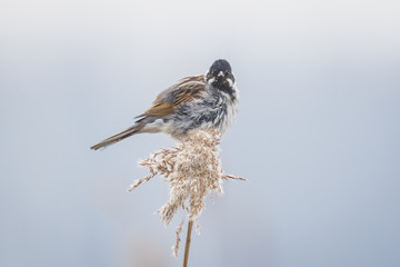Singing bird in the reeds on a windy day