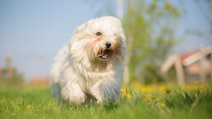Coton de Tulear running and playing in a meadow