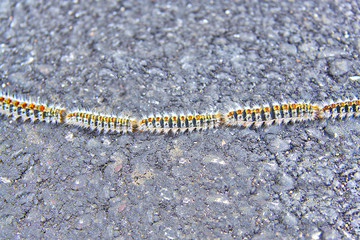 Oak processionary caterpillars or Thaumetopoea processionea on a