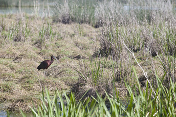 Obraz na płótnie Canvas Glossy ibis at Donana National Park