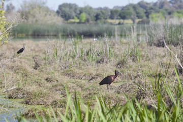 Glossy ibis at Donana National Park