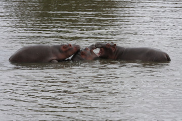 Hippo