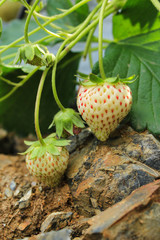 Fresh green and red  raw Strawberries on a plant