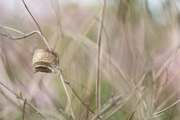 カマキリの卵