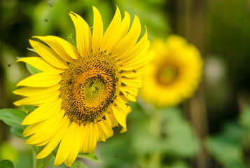 Obraz premium sun flower.