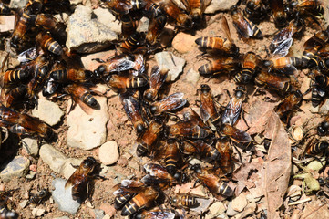 Group of bees on the ground