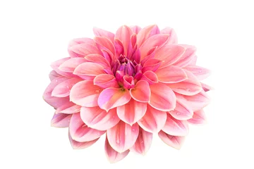 Vlies Fototapete Dahlie Dahlie-Blume isoliert auf weißem Hintergrund