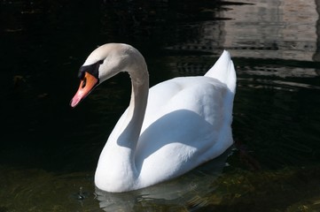 Fototapeta premium Cygne blanc