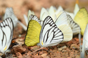 Butterfly on the ground, Nature in thailand