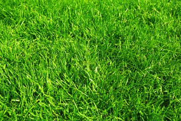 Green grass.