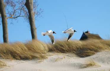 Fototapeta premium Möwen in den Dünen