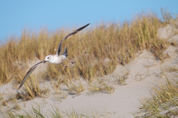 Möwe fliegt über die Dünen