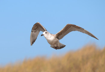 Junge Silbermöwe fliegt am Strand