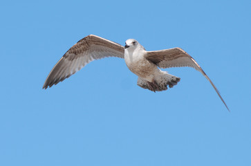 Junge Silbermöwe in der Luft