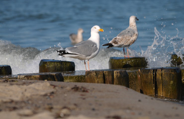 Silbermöwen an der Ostsee