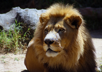 Male Lion