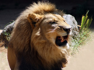 Obraz premium Male Lion