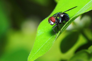 fly,Fly on green leaf 