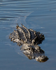 Approach alligator