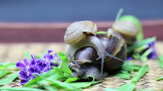 Snails