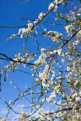 Blossoming branch with white flowers