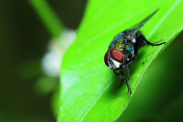 Fly on green leaf