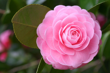 乙女椿の花 - Double-flowered camellia