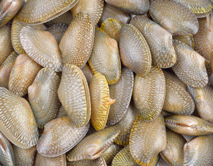 Fresh raw  clam   on white background