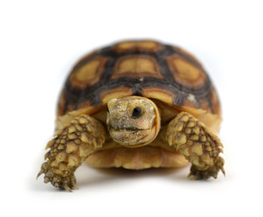 turtle isolated on white background