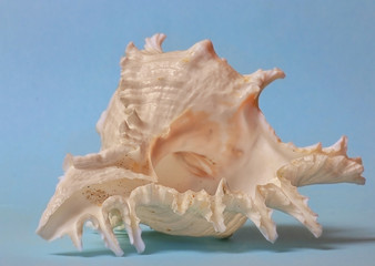 ocean shell on a blue background