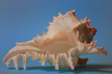 ocean shell on a blue background