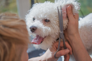 Bolognese dog. Groomer is cutting the hair on the ears.