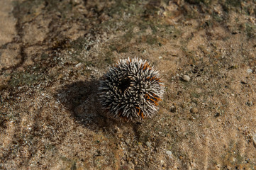 Sea Urchin.