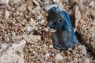 Harrying Herbit Crab